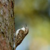 Soupalek dlouhoprsty - Certhia familiaris - Eurasian Treecreeper 0791a